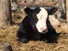 Storm, Hereford/Angus (Style's calf)