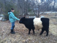 Katelyn with her 2016 steer project, Smudge a Belted Galloway.