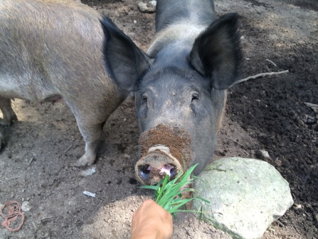 Penny, our Hampshire sow.