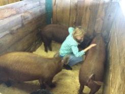 Becca with our 3 young Tamworth gilts. Emma, Norma and Primrose.