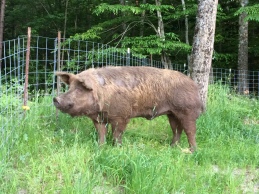 EJ, Tamworth boar. Sadly this guy is no longer in our breeding program. But his genes carry on in some of our hogs.