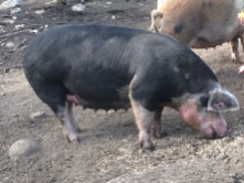 Spoinky, our Berkshire sow