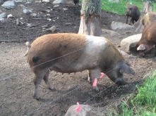 Olivia, one of the first piglets born on our farm. She is a Tamworth Hampshire.